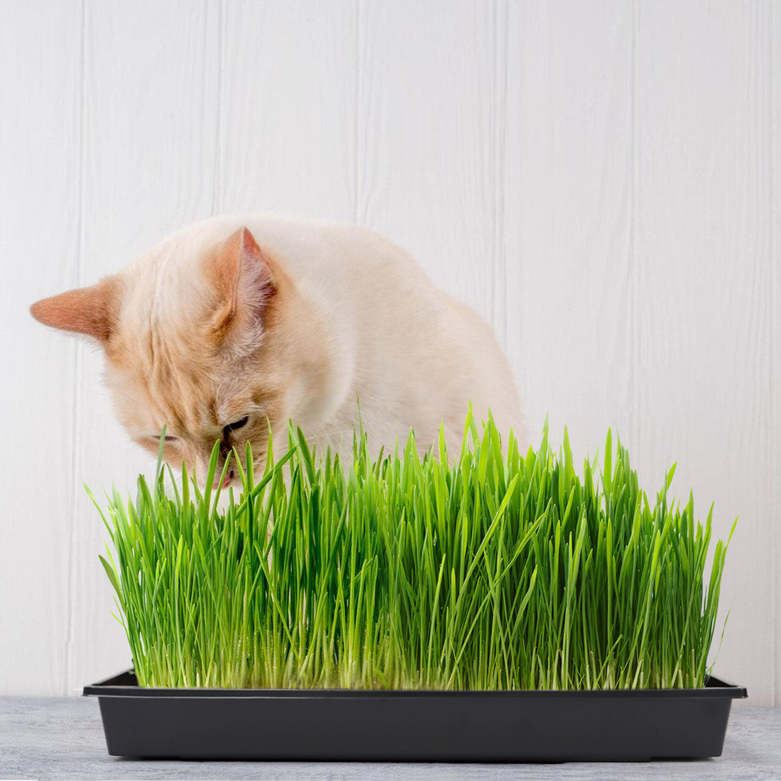 1020 Seedling Tray Kit