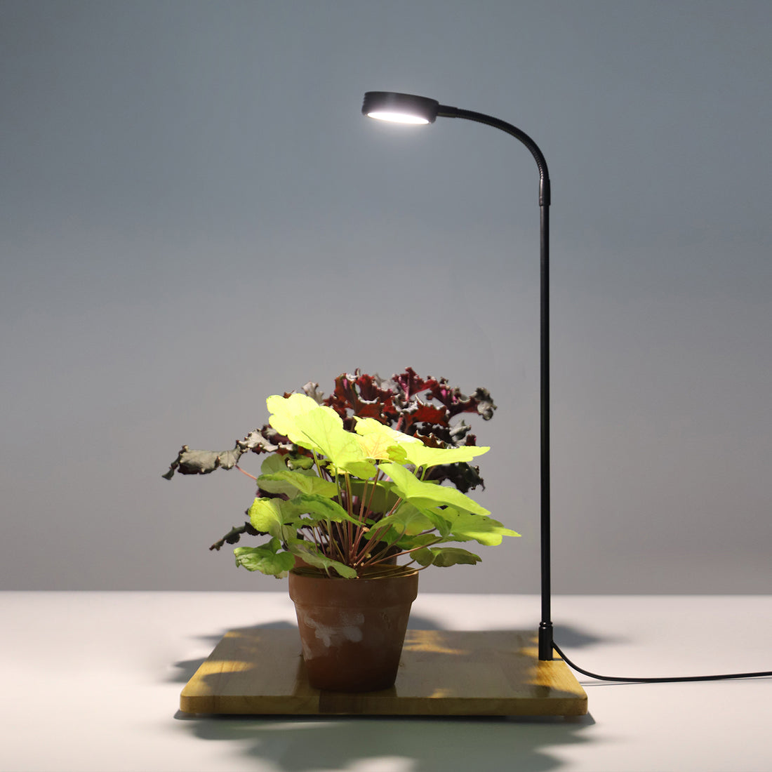 360° Flexible LED Plant Light with Bamboo Base – 7W USB Grow Lamp for Succulents & Aquariums
