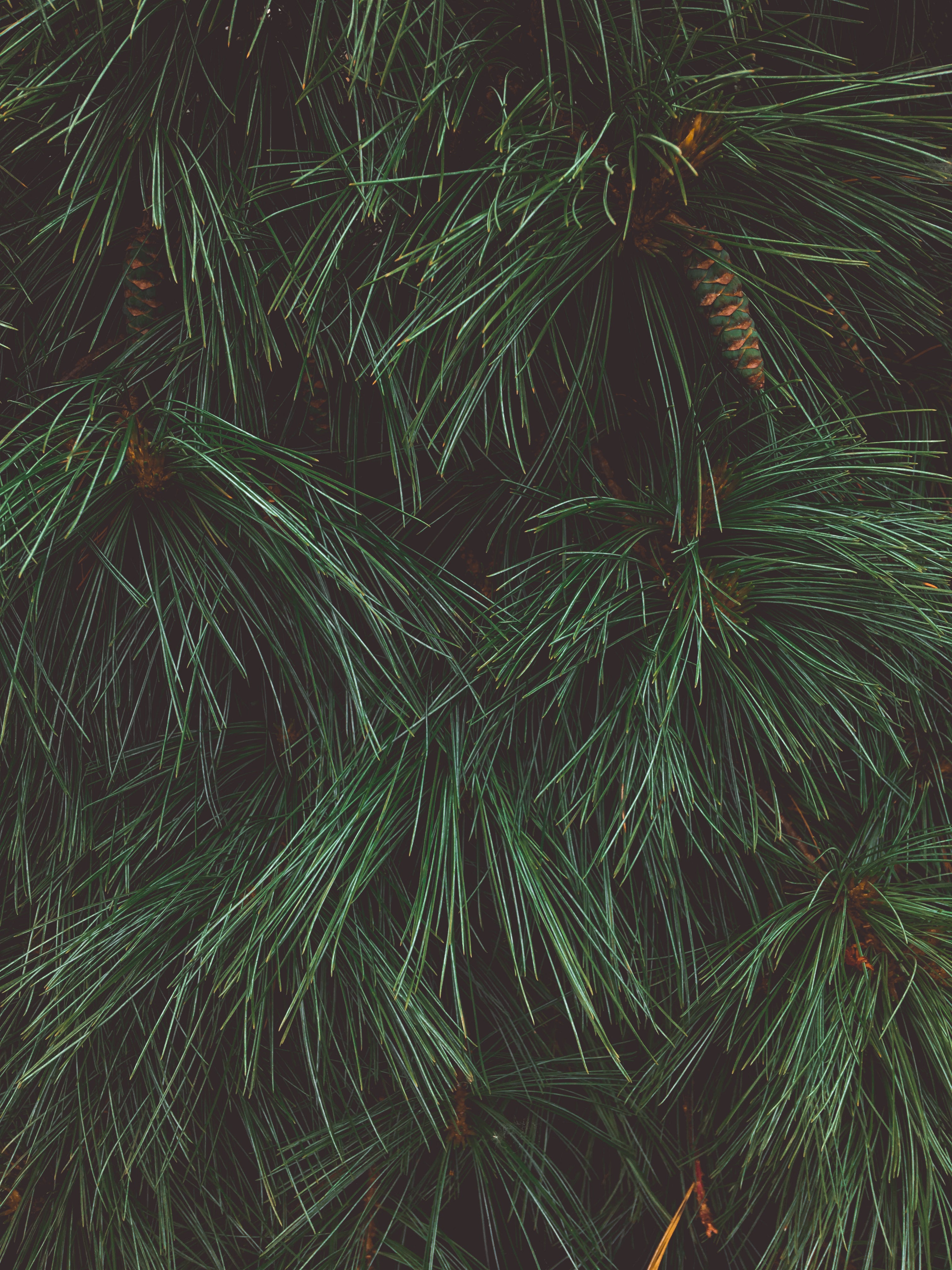 collection-banner-image